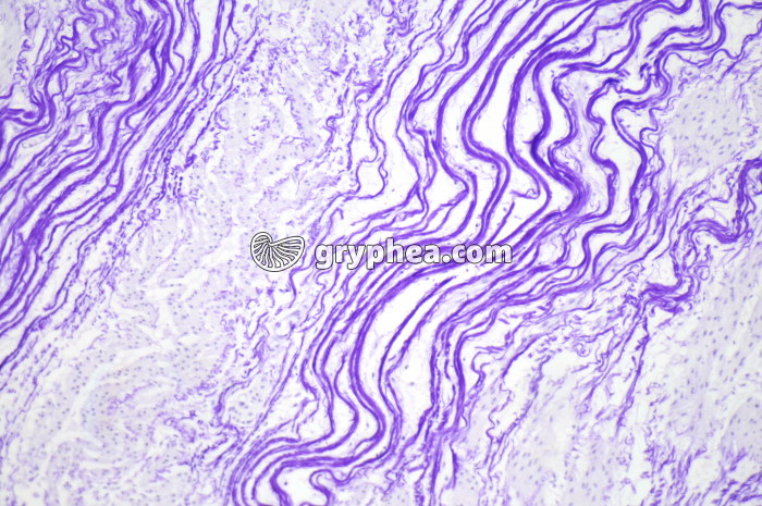 Fibres élastiques x40 - gryphea.com